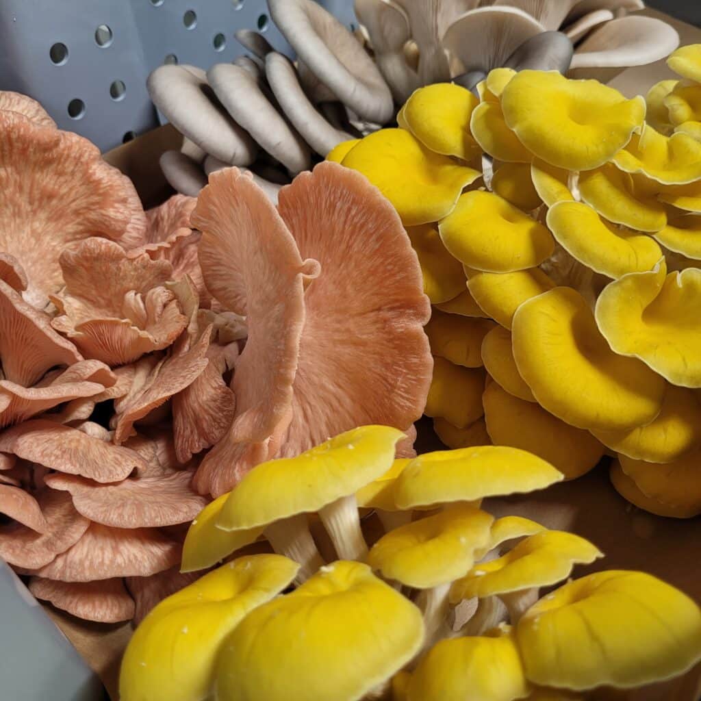 Pink-blue-golden-oysters-pleurotes-fresh-mushrooms